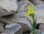 58 Grande zoom per piccola distante Linaria tonzigii (ILinaria bergamasca)